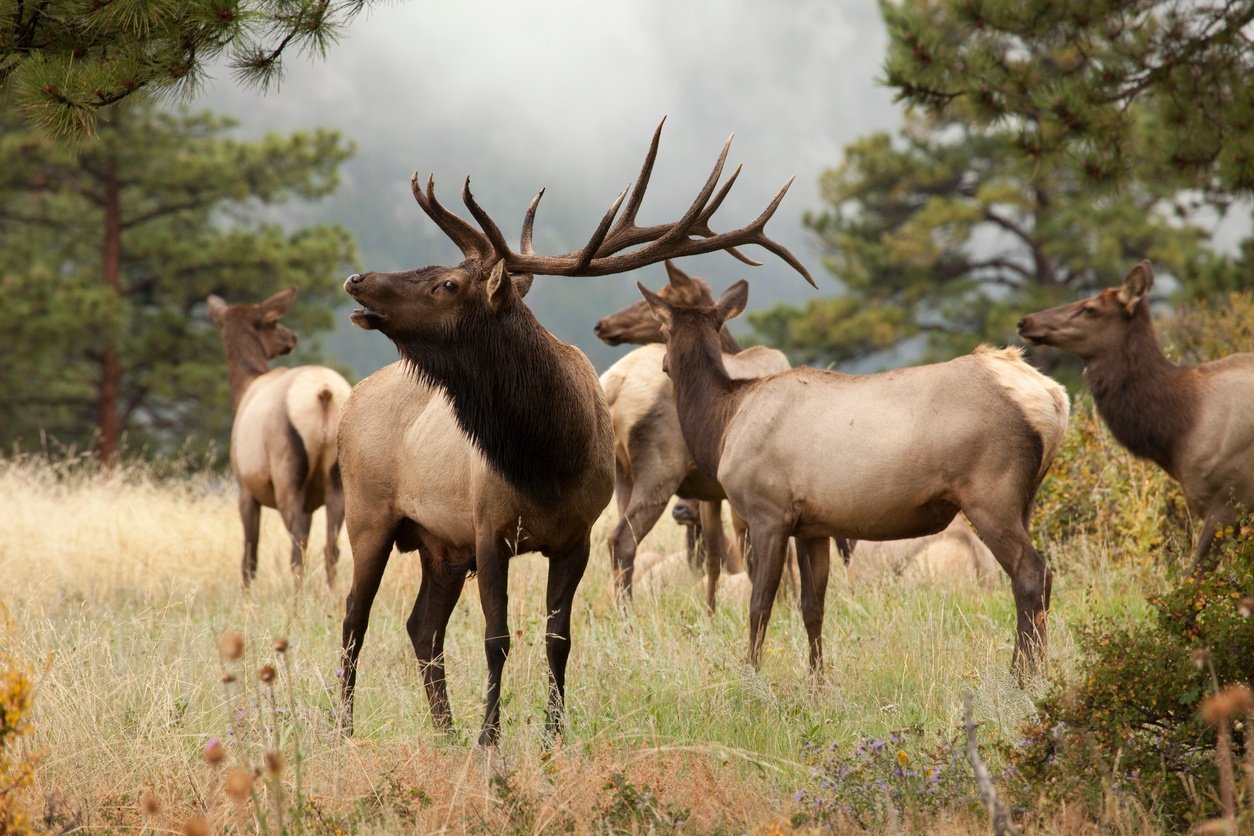 Elk migration protected by Zinke